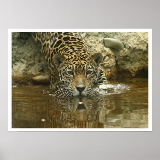 Poster Jaguar (Devant)