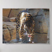 Poster Jaguar (Devant)
