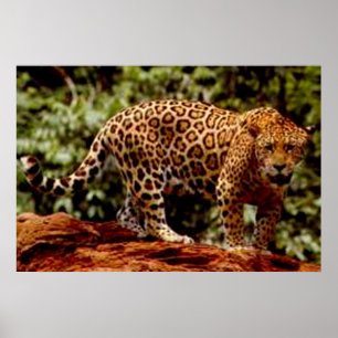 Poster Jaguar