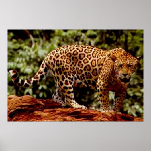 Poster Jaguar (Devant)