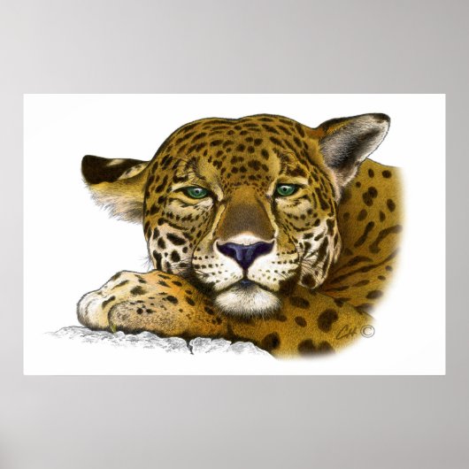 Poster Jaguar (Devant)