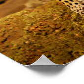 Poster Jaguar (Coin)