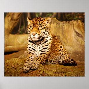 Poster Jaguar