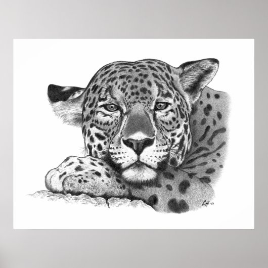 Poster Jaguar au crayon (Devant)