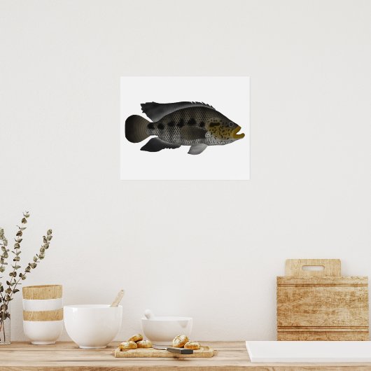Poster Jaguar Cichlid (Cuisine)