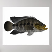 Poster Jaguar Cichlid (Devant)