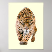 Poster Jaguar Eyes (Devant)