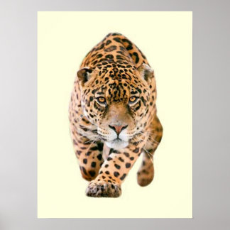 Poster Jaguar Eyes