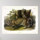 Poster Jaguar (Felis Onca) (Panthera onca) par Audubon (Devant)