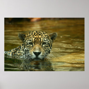 Poster Jaguar nageant la photo