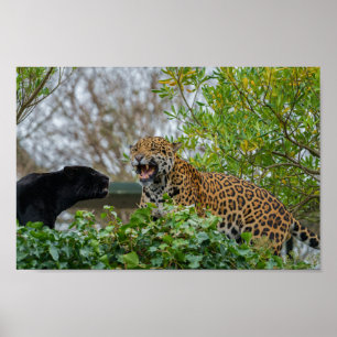 Poster Jaguar Pair