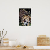 Poster Jaguar (Panthera onca) (Cuisine)