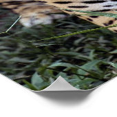 Poster Jaguar (Panthera onca) (Coin)