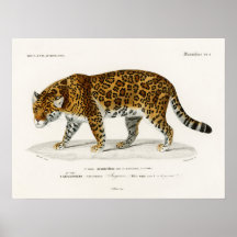 Jaguar Panthera Onca Charles D'Orbigny