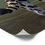 Poster Jaguar (Panthera onca) dans la rivière boueuse (Coin)