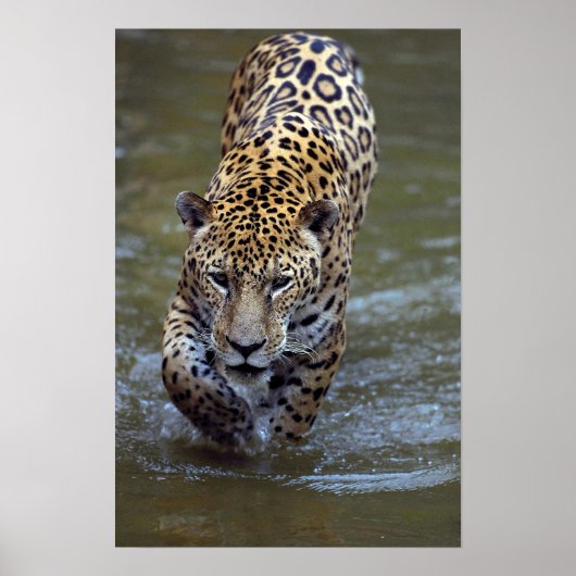 Poster Jaguar (Panthera onca) dans la rivière boueuse (Devant)