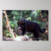 Poster Jaguar, phase noire (Panthera onca) (Devant)