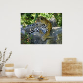 Poster jaguar vers le haut gros plan (Cuisine)