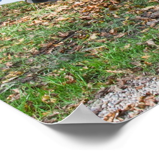 Poster Jaguar XJS V12 Cabriolet (Coin)