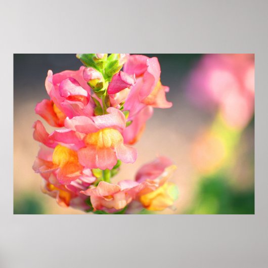 Poster J'ai du feu (Devant)