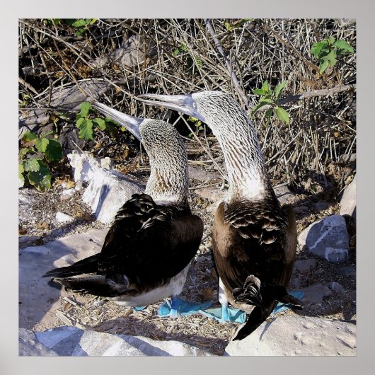 Poster J'Aime Les Boobies ! (Devant)