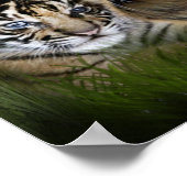 Poster J'aime les tigres (Coin)