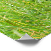 Poster Jambo Le Chimp Unique Sans Cheveux (Coin)