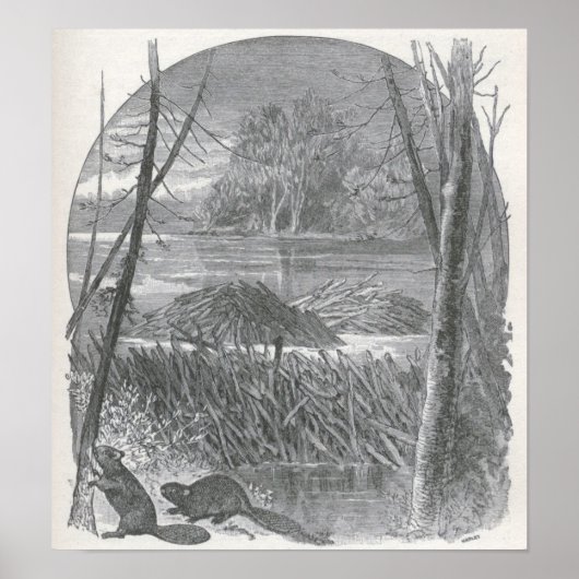 Poster James Johonnot - Castors et barrage (Devant)