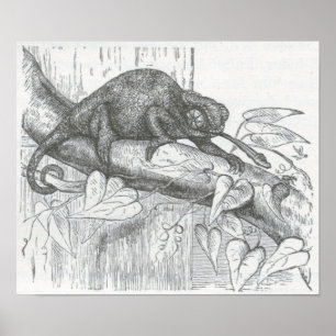 Poster James Johonnot - Chameleon