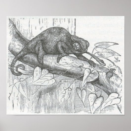 Poster James Johonnot - Chameleon (Devant)