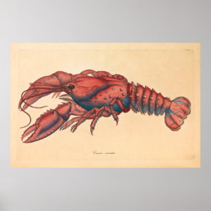 Poster James Sowerby Homard serbé