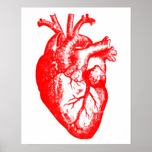 Poster J'anatomie de coeur de coeur aiment/I