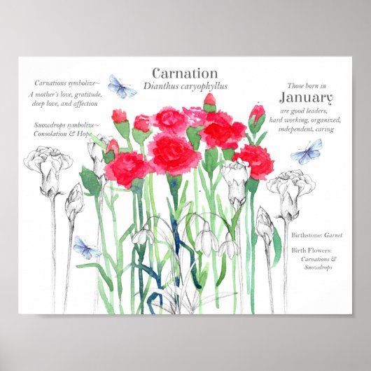 Poster Janvier Anniversaire Oeillets Mois de naissance Fl (Devant)