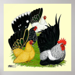 Poster Japanese Bantam Quartet