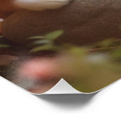 Poster Japanese flowers and orange tabby cat (Coin)