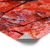 Poster Japanese Maple (Coin)