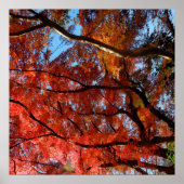 Poster Japanese Maple (Devant)