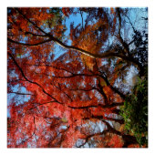 Poster Japanese Maple (Devant)
