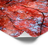 Poster Japanese Maple (Coin)