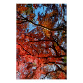 Poster Japanese Maple (Devant)