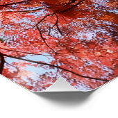 Poster Japanese Maple (Coin)