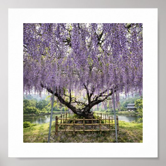 Poster Japanese Wisteria – Art Print (Devant)
