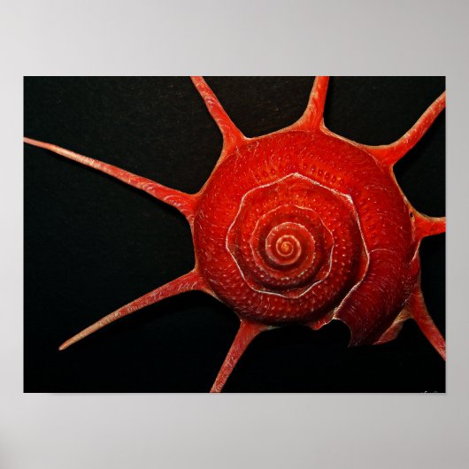 Poster Japanse Star Shell (Voorkant)