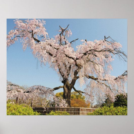 Poster Japon, Kyoto. Cerisier en pleurs sous ciel bleu (Devant)