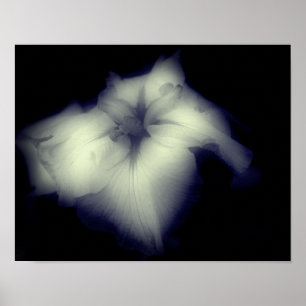 Poster Japonais Iris Noir Et Blanc Haut Contraste