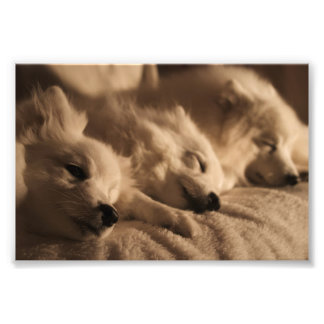 Poster japonais Spitz / American Eskimo