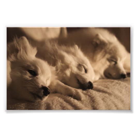 Poster japonais Spitz / American Eskimo (Devant)