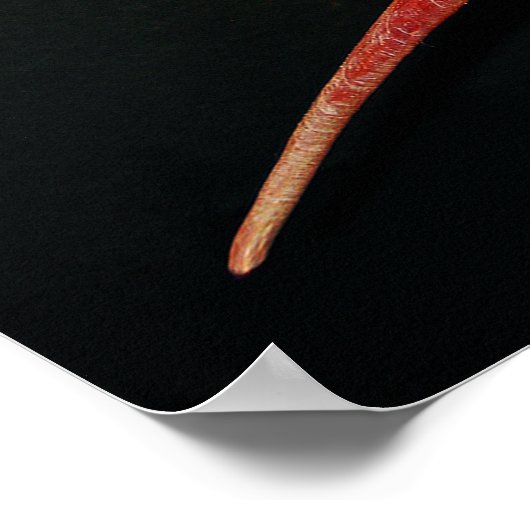 Poster japonais Star Shell (Coin)