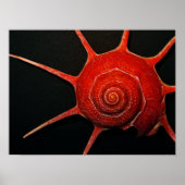 Poster japonais Star Shell (Devant)