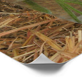 Poster Jar De Daisées Et De Hay (Coin)